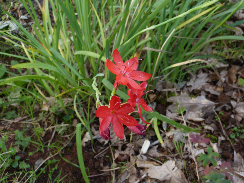 Hesperantha coccinea Major.JPG