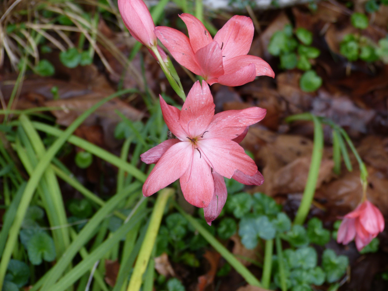 Hesperantha hybrid.JPG