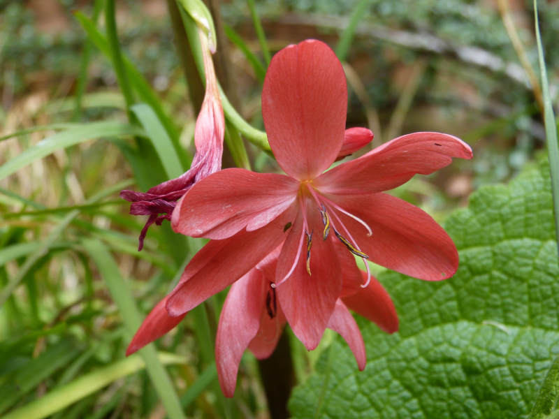 Hesperantha hybrid.JPG