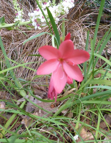 Hesperantha hybrid..JPG
