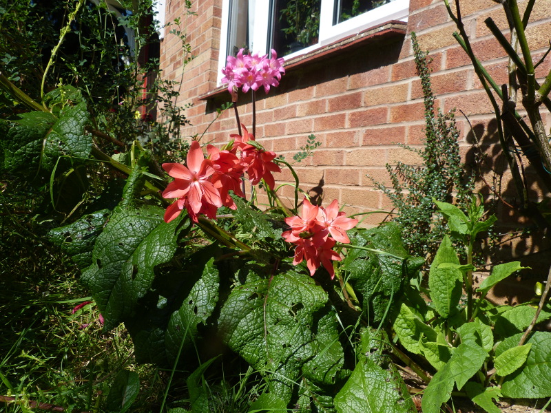 Hesperanthes coccinea 2017.JPG