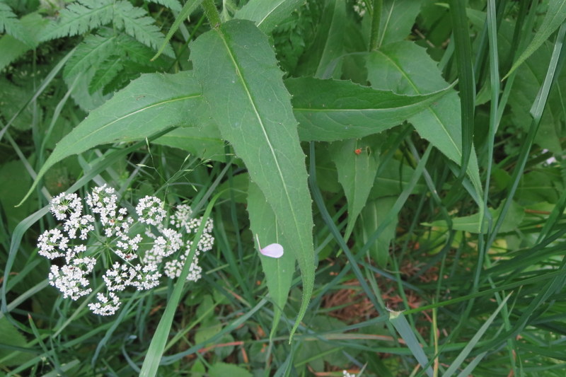 HESPERIS  MATRONALIS  DAMES  ROCKET 23-06-2015 12-33-06.JPG