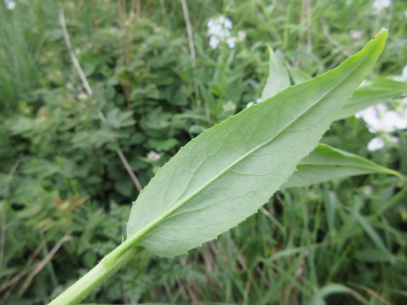 HESPERIS  MATRONALIS  DAMES  ROCKET 29-May-17 10-56-19 AM.JPG