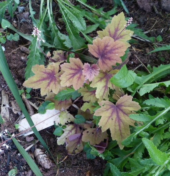 Heuchera 1 2017.JPG