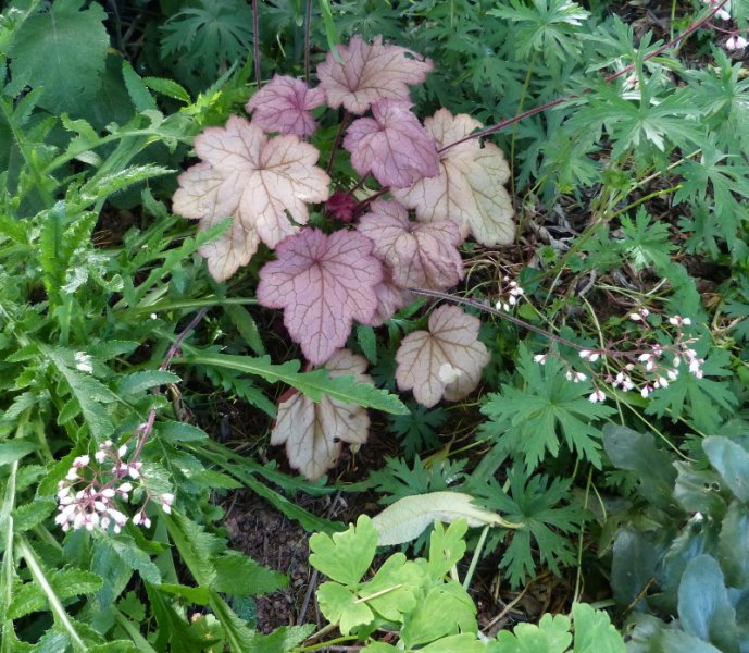 Heuchera 2 2017.JPG