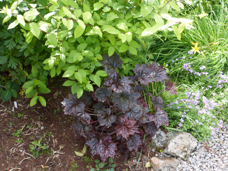 Heuchera.JPG