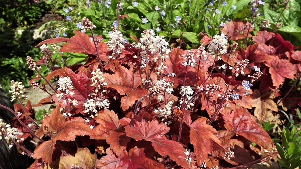 Heuchera.jpg