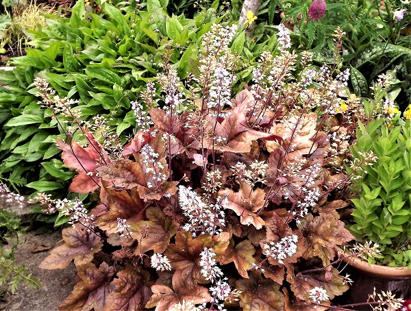 Heuchera.jpg