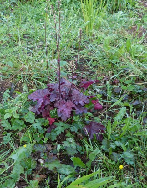 Heuchera.JPG