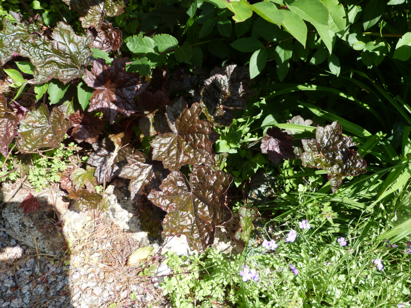 Heuchera.JPG