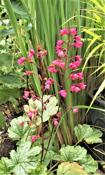 Heuchera sanguinea Firefly.jpg