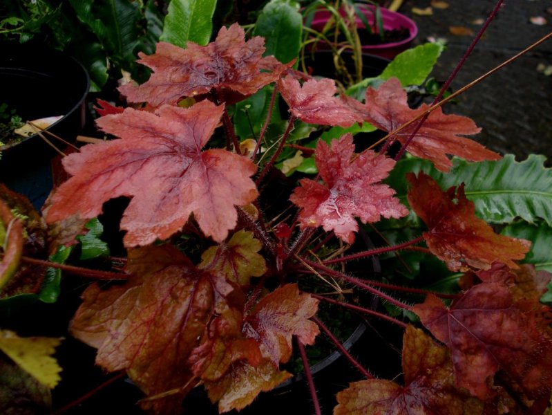Heucherella 'Swseet Tea'.JPG