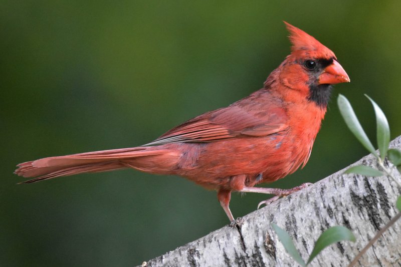 Hey, Lood Me Over GC.jpg