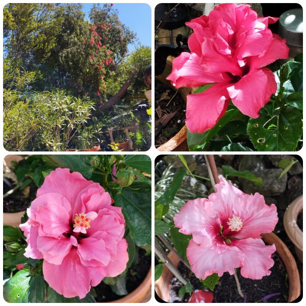 Hib _ Calli 26 Apr 25.jpg