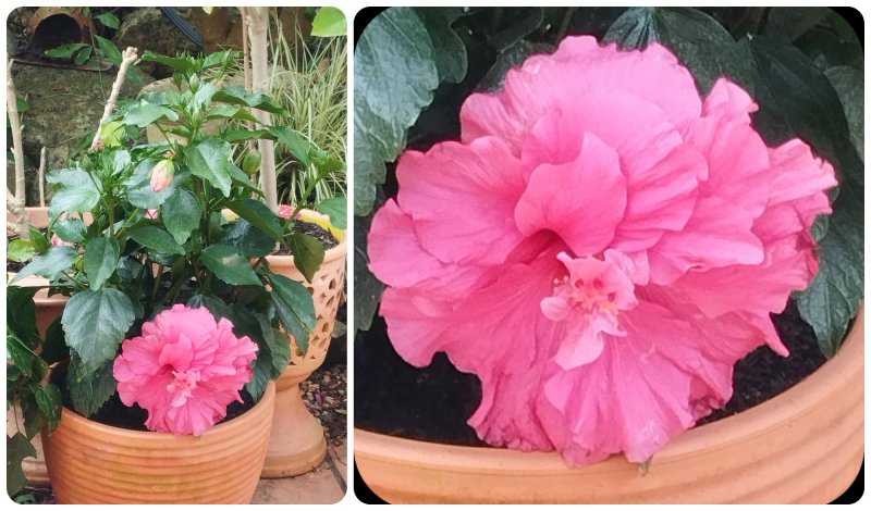 Hib Adonicus Pink 21 Apr 25.jpg