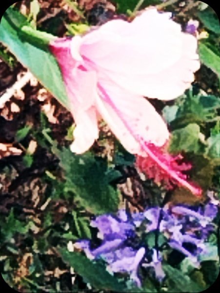 Hib Albo 6 Oct 25.jpg