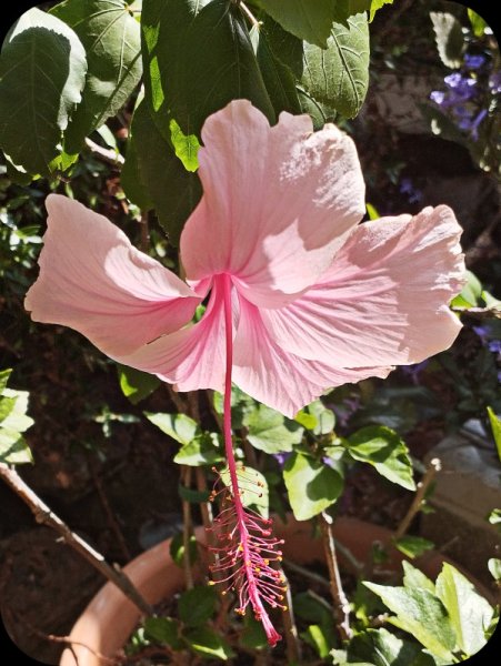 Hib Albo2 6 Oct 25(2).jpg