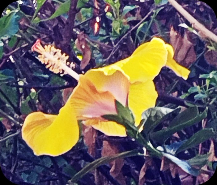 Hib Apr4 23 Oct 25.jpg