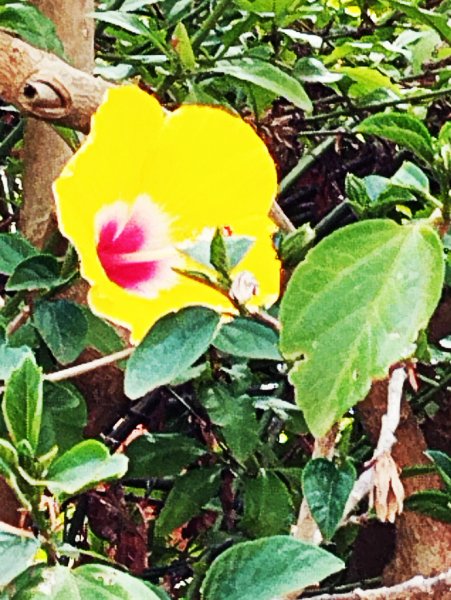 Hib April 10 Sep 25.jpg