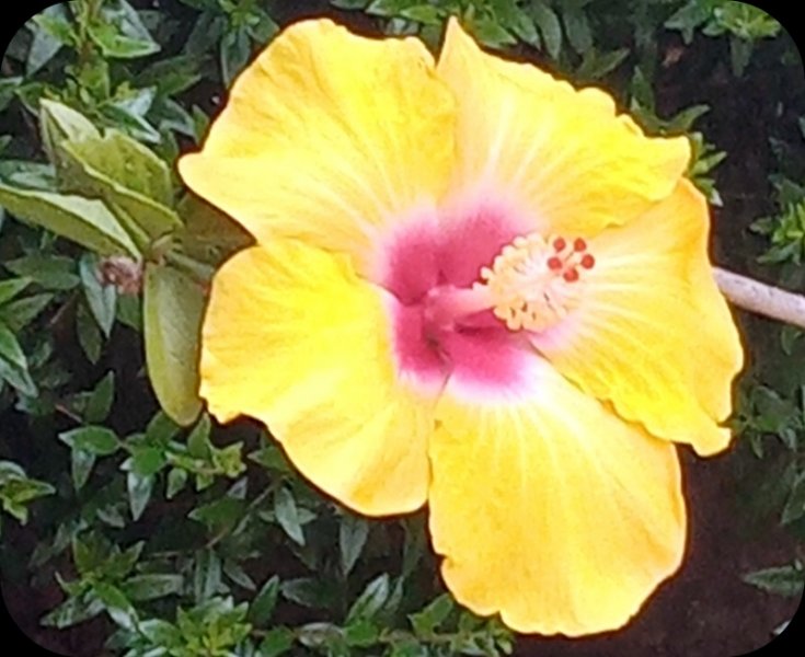 Hib April 20 May 24.jpg