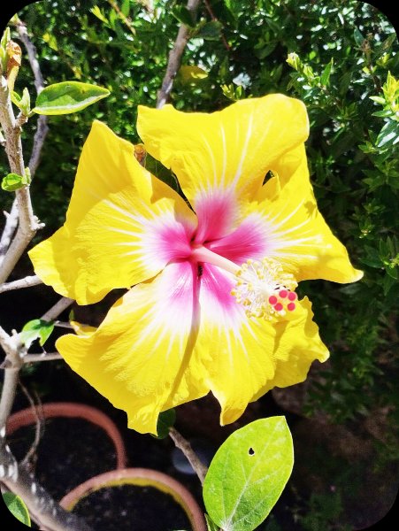 Hib April 22 Apr 24.jpg