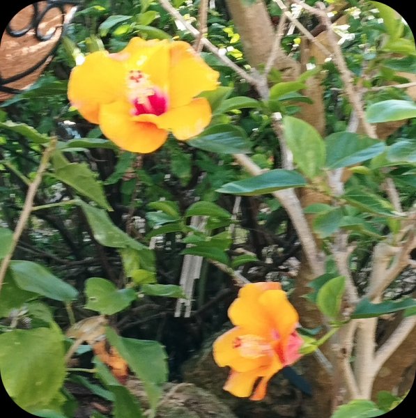 Hib April 28 Nov 23.jpg