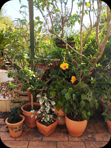 Hib April 29 Nov 25.jpg