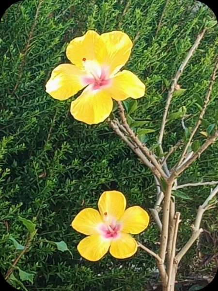 Hib April 3 Jun 243 Jun 24.jpg