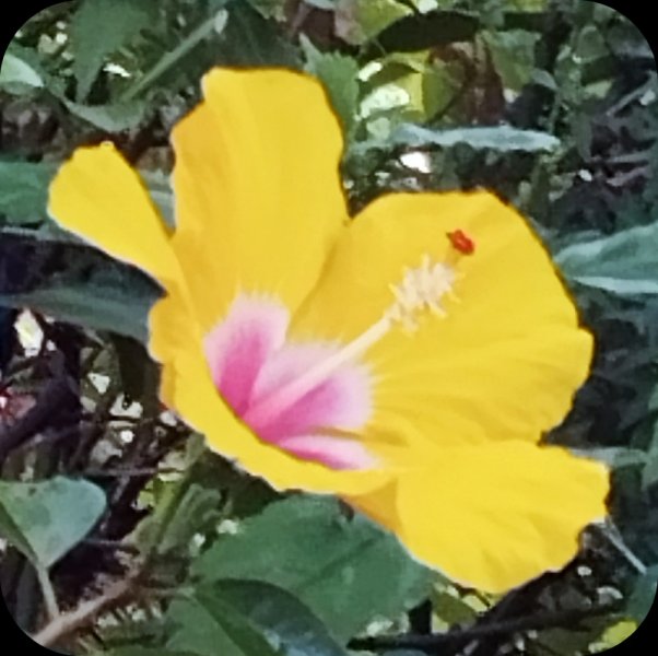 Hib April 5 Jun 25(1).jpg