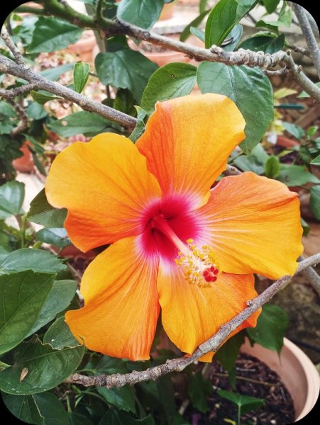 Hib April 9 Dec 25.jpg