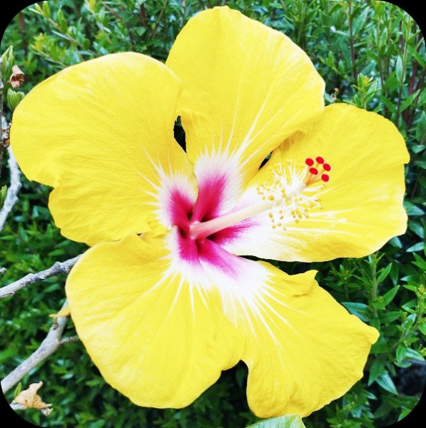 Hib April2 22 Apr 24.jpg