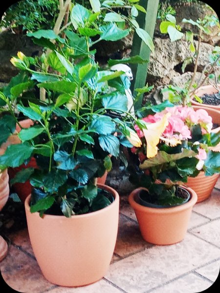 Hib Beg & Pots 21 Apr 24.jpg