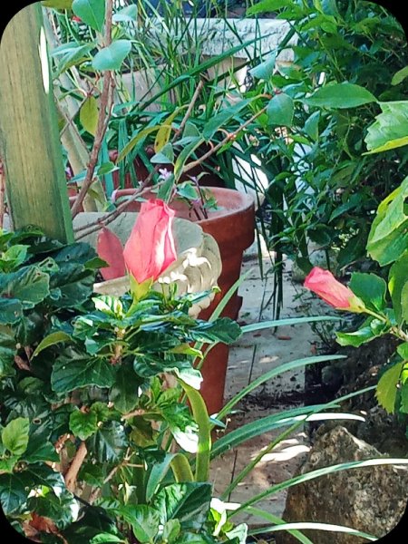 Hib Buds 31 Jan 24.jpg