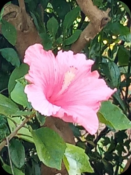 Hib Candy 21 Feb 24.jpg