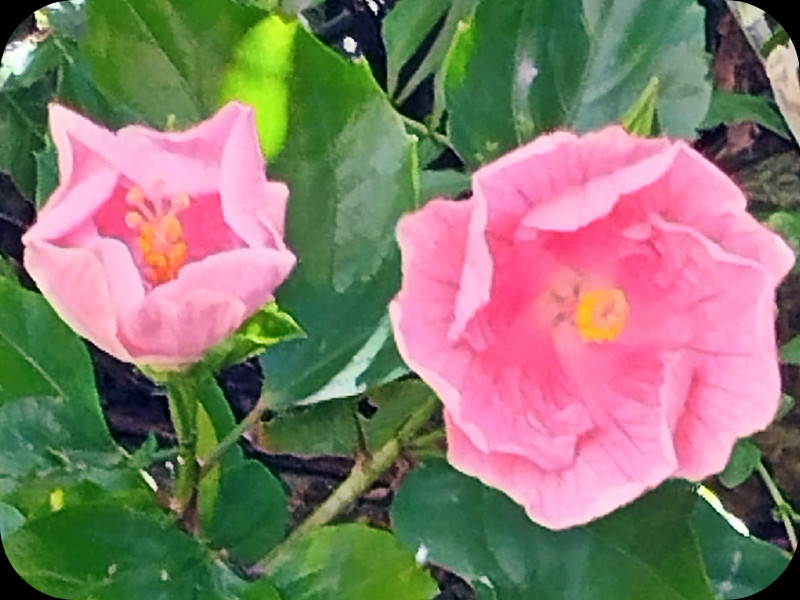 Hib Candyx2 6 Aug 255 6 Aug 25.jpg