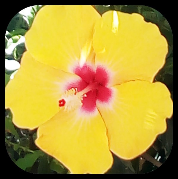 Hib Close 17 May.jpg