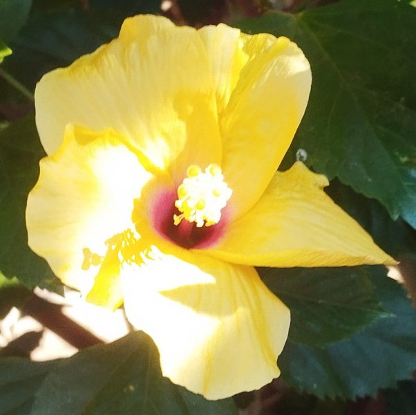 Hib Columbine 25 Sep 25.jpg