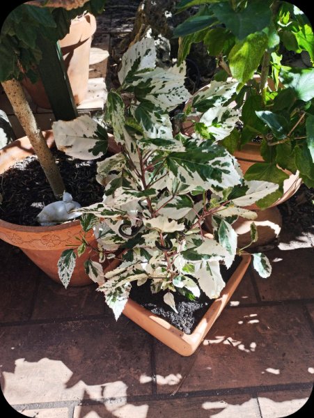 Hib Cooperi4 23 Ocy 25.jpg