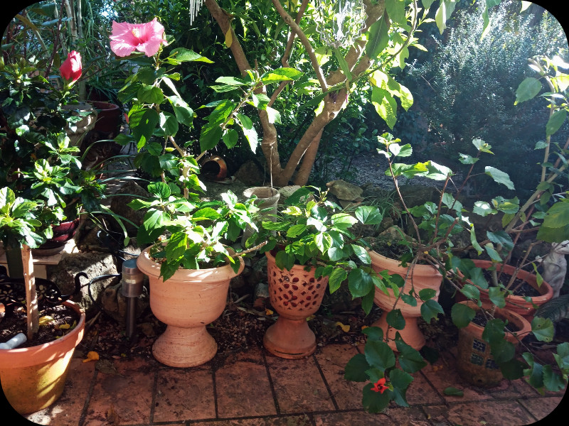 Hib Cutback2 25 Jan 24.jpg