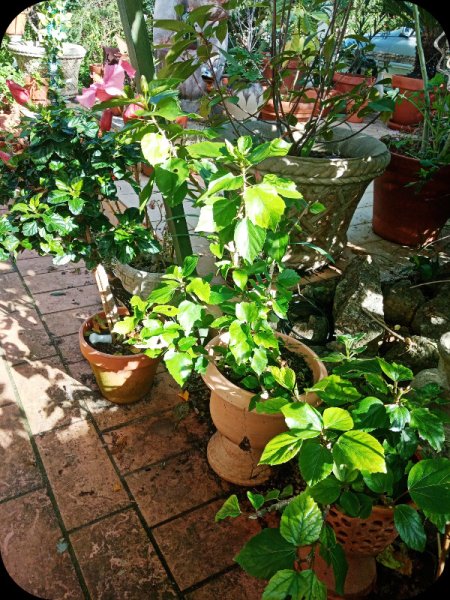 Hib Cutback4 25 Jan 24.jpg