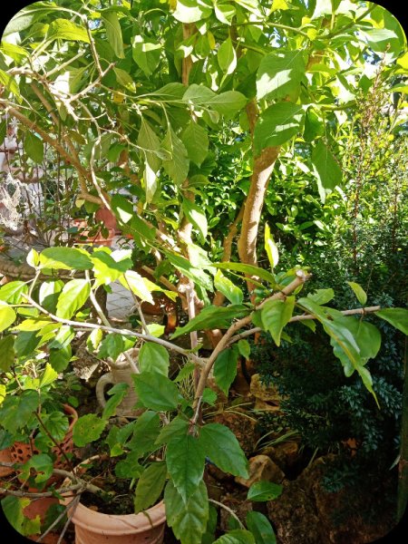 Hib Cutback6 25 Jan 24.jpg