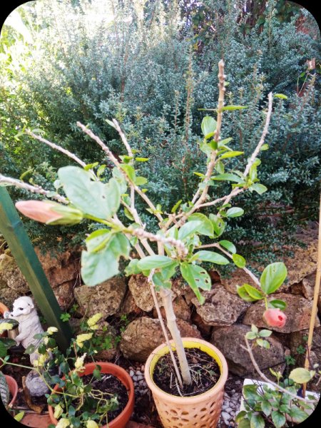 Hib Cutback7 25 Jan 24.jpg