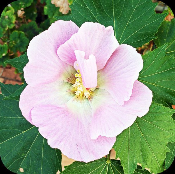 Hib Dixie1 23 Aug 25.jpg