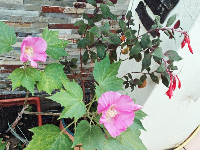 Hib Dixie2 20 Sep 25.jpg