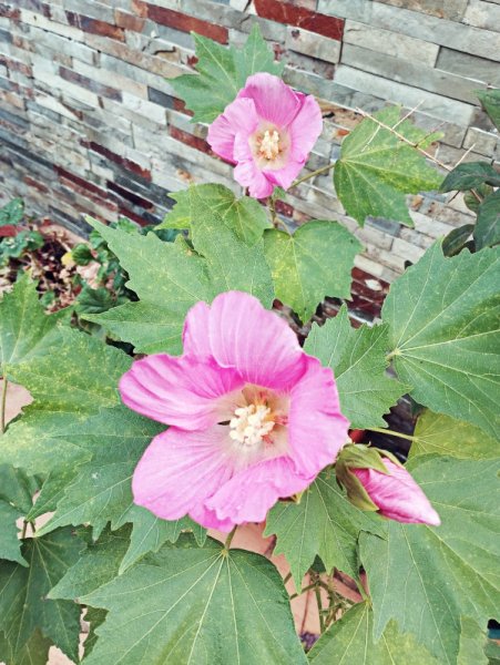 Hib Dixie3 20 Sep 25.jpg