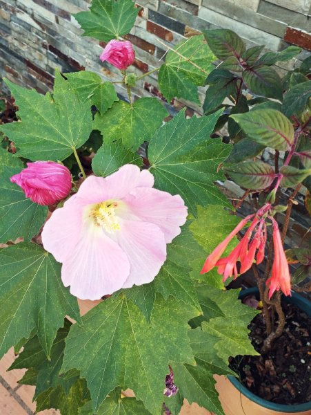 Hib Dixie4520 Sep 25.jpg