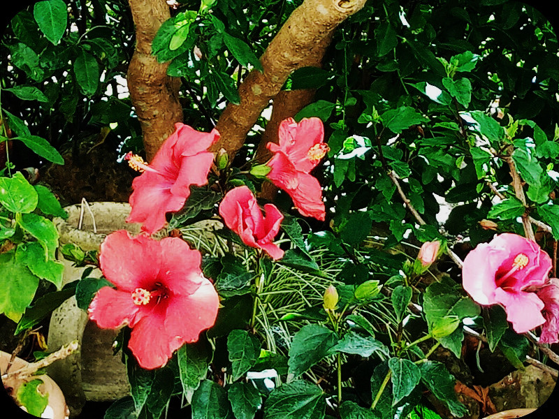 Hib Duo2 25 May 24.jpg