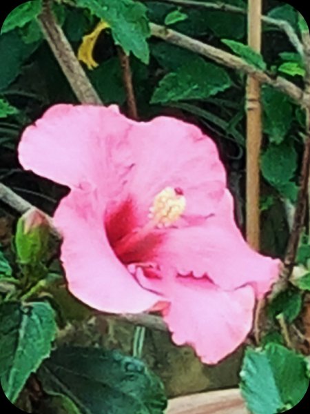 Hib Fantast Daek 17 May 24.jpg