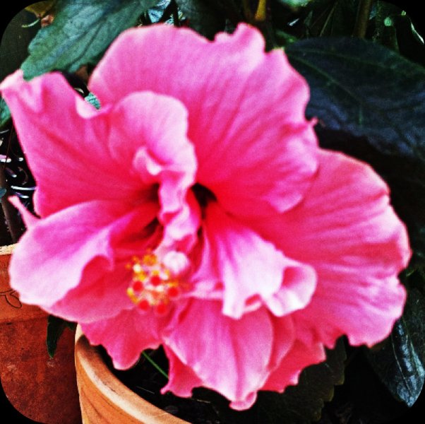 Hib Fantasy 4 May 2.1.jpg