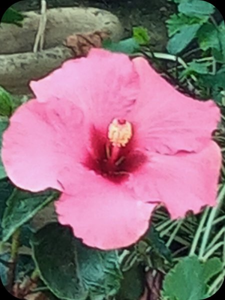 Hib Fantasy Dark2 19 May 24.jpg